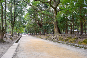 奈良公園