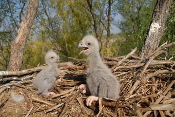 Young white-tailed eagle chicks in the nest