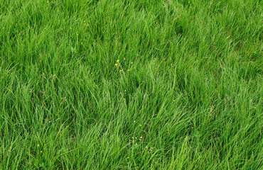 grass field close up background