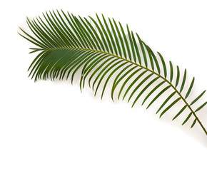 Tropical leaf palm tree ( Cycas revoluta ) on a white background. Top view, flat lay