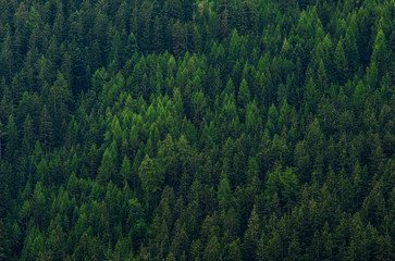 Fototapeta na wymiar green pine tree forest background