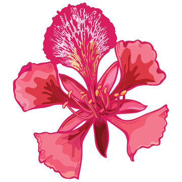 Hand drawn poinciana floral Vector Illustration
