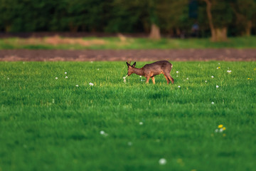 Foraging roebuck in meadow on sunny day in springtime.