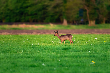Foraging roebuck in meadow on sunny day in springtime.