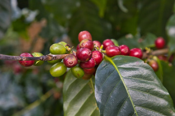 Coffee from Pyin Oo Lwin Region, Burma