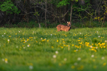 Roebuck in the molt in the spring meadow with dandelions.