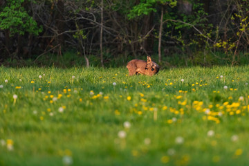 Roebuck in the molt in the spring meadow with dandelions.