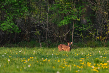 Roebuck in the molt in the spring meadow with dandelions.