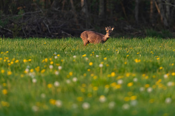 Roebuck in the molt in the spring meadow with dandelions.