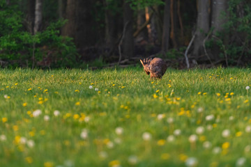 Foraging roebuck in the spring meadow with dandelions.