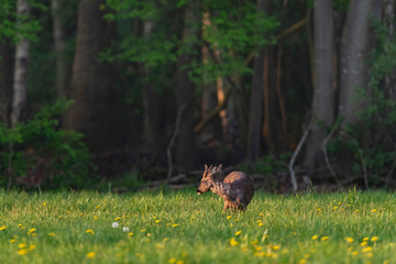 Foraging roebuck in the spring meadow with dandelions.