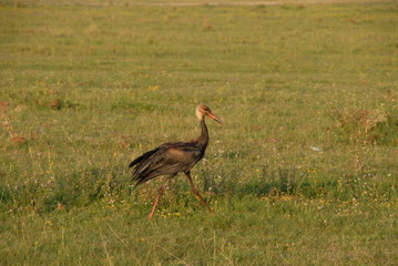 White Stork dirty oil slick, ecological disaster