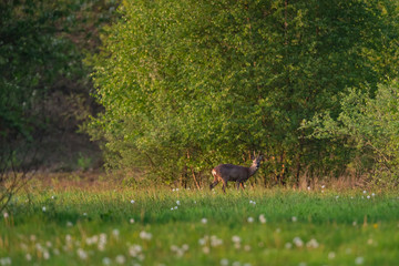 Roebuck in meadow near bushes during early spring.