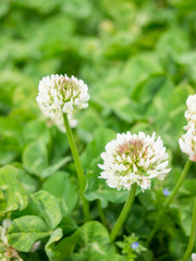 満開のクローバー畑