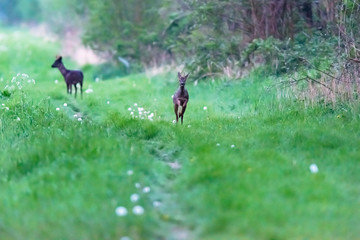 Young roebuck running towards camera.