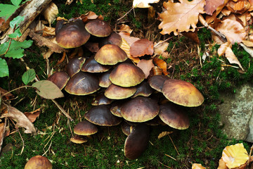 Herbst Pilze im Moos