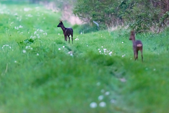 Black and young roebuck standing in grass at edge of bushes.