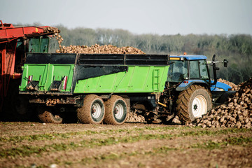 harvest beets in the fields in autumn