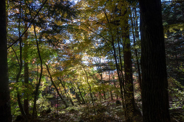 秋の軽井沢の森