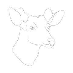 deer portrait vector illustration, line drawing, vector