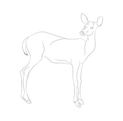 Fototapeta na wymiar vector illustration deer stands drawing lines,