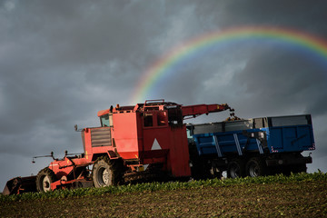 Fototapeta premium harvest beets under a beautiful rainbow