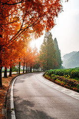 Autumn colorful forest and mountain road