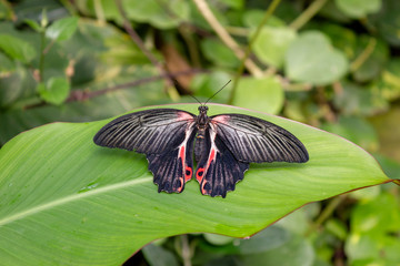 Naklejka na ściany i meble A close image of a Scarlet Mormon Butterfly. Scientific name Papilio rumanzovia. black on red on leaf