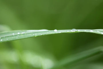 Fresh green grass on summer meadow in water drops after rain