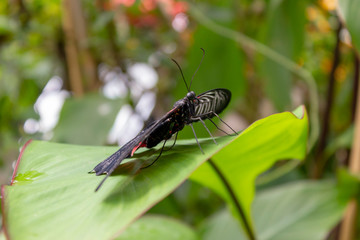 A close image of a Scarlet Mormon Butterfly. Scientific name Papilio rumanzovia. black on red on leaf