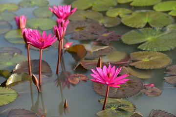 Beautiful lily flowers in the pond