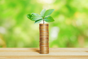 financial money saving concept. green plant growing on coin stack.