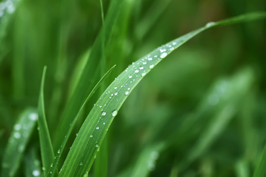 Fresh green grass on summer meadow in water drops after rain