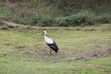 White European stork, Ciconia bird on green field in countryside