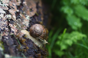 Little snail crawling on tree bark