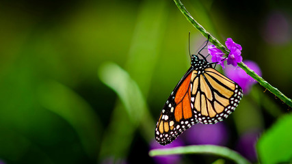 A Monarch Butterfly