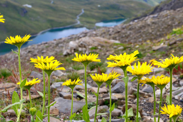 Yellow arnica flowers in front of a lake
