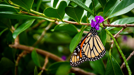 A Monarch Butterfly