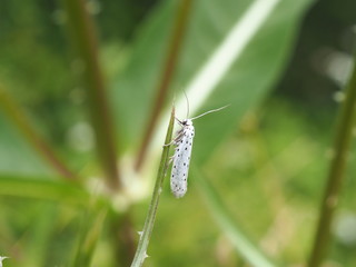 Papillon blanc
