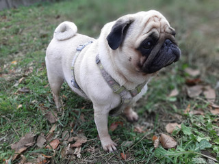 Autumn walk with a dog.