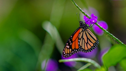 A Migrating Monarch Butterfly