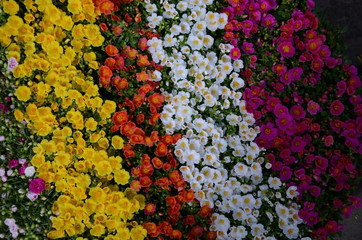 Fototapeta na wymiar Coloring flower on a garden 