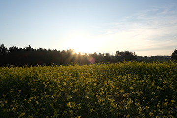 Obraz premium Rapsfeld