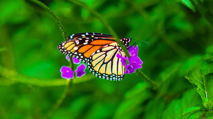 Fototapeta na wymiar A Monarch Butterfly