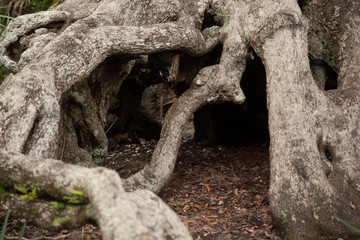 Twisted and gnarly tree roots