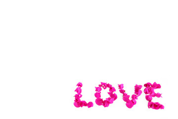 the word love of pink natural bougainvillea flowers for valentines day