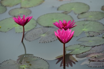 Beautiful pink lotus flowers with green leaves in pond