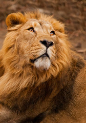 turns around half-face, as if for a call, a close-up of the head. powerful male lion with a chic mane impressively lies.