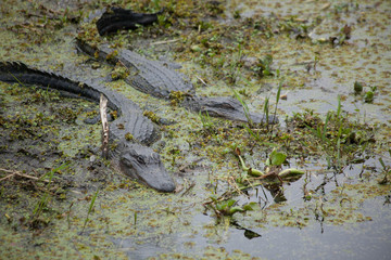 Alligator in the swamp
