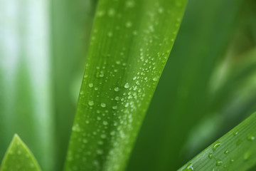 House plant green leaves in water drops